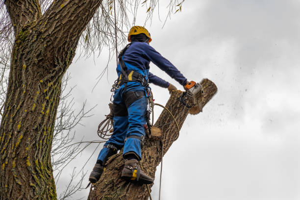 Reliable Enterprise, NV Tree Service Solutions